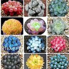 100  seeds Rainbow YuLu Bonsai