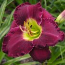 150  Seeds Hybrid Daylily Flower Seeds - Dark Purple Double Flowers