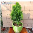 50 seeds Cypress Trees Platycladus Orientalis Oriental Arborvitae Plants