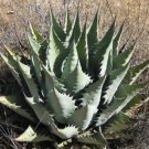 10 seeds Agave Durangensis Agave Garden Plants