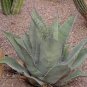 10 seeds Agave Durangensis Agave Garden Plants