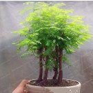 50 seeds Dawn Redwood Bonsai Tree Grove Metasequoia