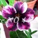2 seeds Adedium Seeds Desert Rose Blackish Purple Single Petal with White Color