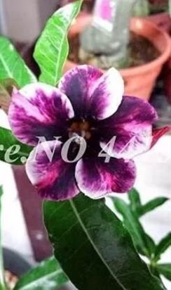 2 seeds Adedium Seeds Desert Rose Blackish Purple Single Petal with White Color