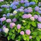 20 seeds Champagne Hydrangea Seeds - Light Purple and Light Blue Flowers