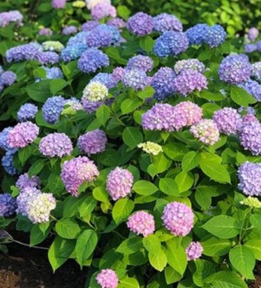 20 seeds Champagne Hydrangea Seeds - Light Purple and Light Blue Flowers
