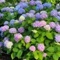 20 seeds Champagne Hydrangea Seeds - Light Purple and Light Blue Flowers