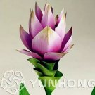 100 seeds Curcuma Alismatifolia Bonsai Herb Plant Seeds