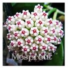 100 seeds Flower Bonsai Hoya Kerrii Bonsai (December Orchid) Family Bonsai Garden