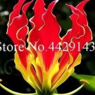 50 seeds Garland Flame Lilium brownii Flower Balcony Seeds