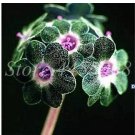 100 seeds Europe Mix Colors Primula Acaulis Bonsai Potted Plant Primrose