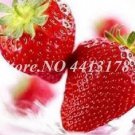 300 seeds Red Strawberry Seeds Giant Juicy Potted Fruit