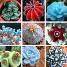 100 seeds Rare Succulent Planter Garden Decoration Lithops Seed Garden Flower