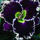 120 seeds Hybrid Daylily Flowers Seeds Blackish Purple Double Flowers with White Edge