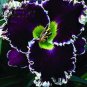 120 seeds Hybrid Daylily Flowers Seeds Blackish Purple Double Flowers with White Edge
