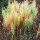 500 seeds Pampas Grass Seeds - Light Yellow Green Red Colors