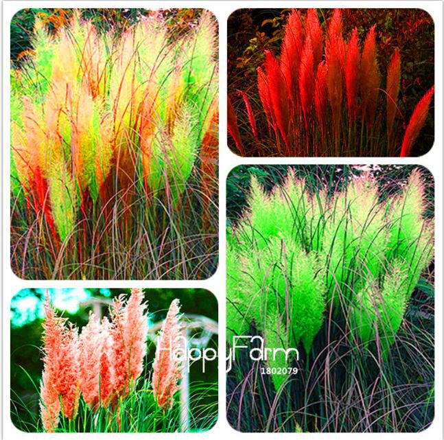 500 seeds Pampas Grass Seeds Light Yellow Green Red Colors