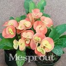 100 seeds Rare Euphorbia Milii Hybrid Plant Bonsai Potted Bonsai Plants