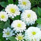 50 seeds Classic Zinnia Elegans Flower Seeds