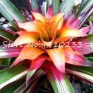 100 seeds Best-Selling Rare Colorful Flower  Cactus Bromeliad Succulent Bonsai