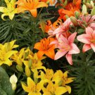 100 seeds Hemerocallis Bonsai Seeds - Mixed Flowers