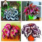 100 seeds Bonsai Coleus Foliage Plants Perfect Color Arc-Dragon Beautiful Flower Plant