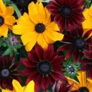 100 seeds Rudbeckia Hirta Flowers Seeds - Mixed Flowers