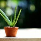 200 seeds Aloe Seeds Houseplants Succulent Aloe Vera Green Color