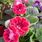 100 seeds Gloxinia Seed Perennials - Rose Red Flowers