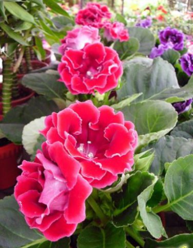 100 seeds Gloxinia Seed Perennials - Rose Red Flowers