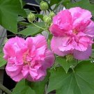 20 seeds  Hibiscus mutabilis Seeds - Light Pink Double Flowers