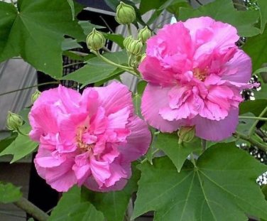 20 seeds  Hibiscus mutabilis Seeds - Light Pink Double Flowers