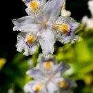 500 seeds  onsai Iris Flower Perennial Seeds