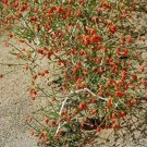 100 seeds Sand Calligonum Tree Semente Plant Desert Calligonum Mongolicum Sha Guai Zao