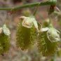 100 seeds Sand Calligonum Tree Semente Plant Desert Calligonum Mongolicum Sha Guai Zao