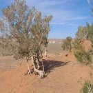 100 seeds Haloxylon Ammodendron Tree Semente Plant Desert Tree Haloxylon