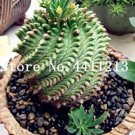 100 seeds Cactus Rebutia Variety Flowering Color Cacti Rare Cactus Plant