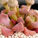 300 seeds Succulents Flower Plants Beautiful Rare planta