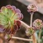 300 seeds Succulents Flower Plants Beautiful Rare planta