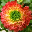 100 seeds New Fresh Scabiosa Flower Plantas Perennial Home Garden