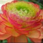 100 seeds New Fresh Scabiosa Flower Plantas Perennial Home Garden