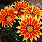 20 seeds Gazania Potted Bonsai, Gazania Flower Bonsai, Variety Complete