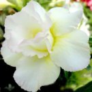 20 seeds Seeds Adenium Obesum Desert Roses Rare Double-white-rose-us