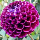 30 seeds Mix Color Dahlia Flower Bonsai Flower Bonsai Plant