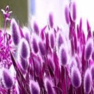 300 seeds Rabbit Tails Grass Bonsai Colorful Fescue Bonsai Ornamental Grasses Bonsai