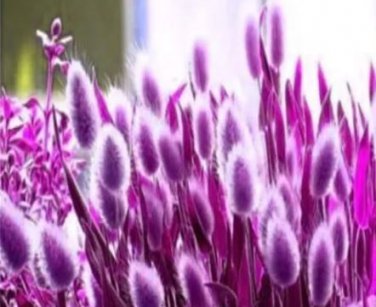 300 seeds Rabbit Tails Grass Bonsai Colorful Fescue Bonsai Ornamental Grasses Bonsai