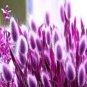 300 seeds Rabbit Tails Grass Bonsai Colorful Fescue Bonsai Ornamental Grasses Bonsai