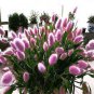 300 seeds Rabbit Tails Grass Bonsai Colorful Fescue Bonsai Ornamental Grasses Bonsai