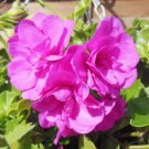 10 seeds Rare Centipede Coral Geranium Bonsai Garden & Home Bonsai Plant