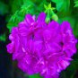10 seeds Rare Centipede Coral Geranium Bonsai Garden & Home Bonsai Plant